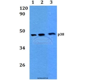 Anti-p38 (H174) Antibody from Bioworld Technology (BS3566) - Antibodies.com