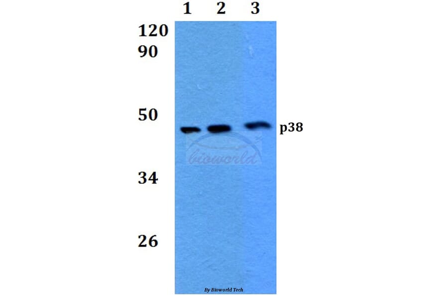 Anti-p38 (H174) Antibody from Bioworld Technology (BS3566) - Antibodies.com