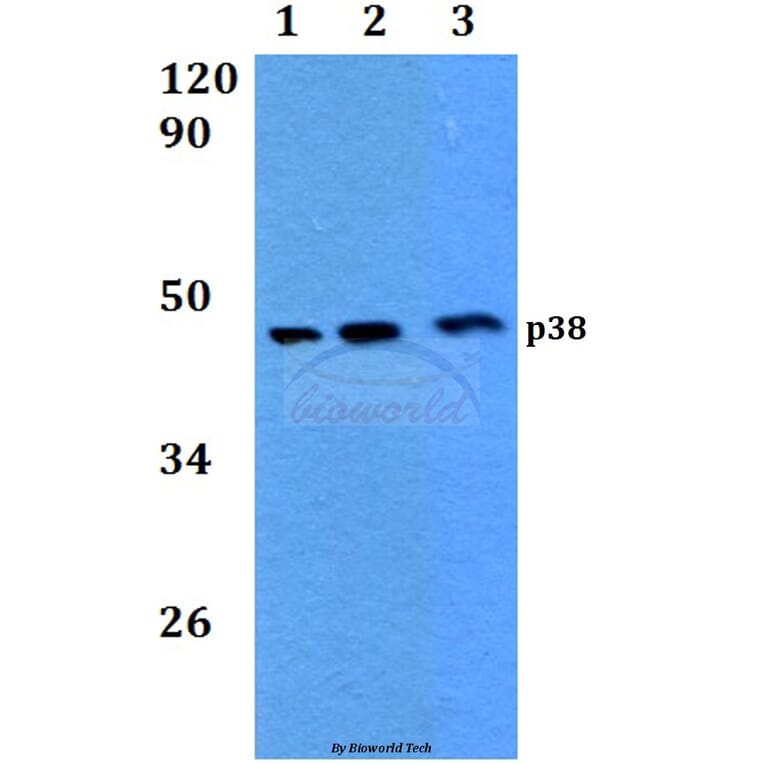 Anti-p38 (H174) Antibody from Bioworld Technology (BS3566) - Antibodies.com