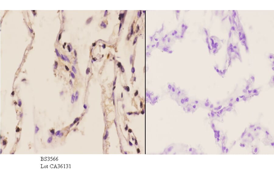 Anti-p38 (H174) Antibody from Bioworld Technology (BS3566) - Antibodies.com