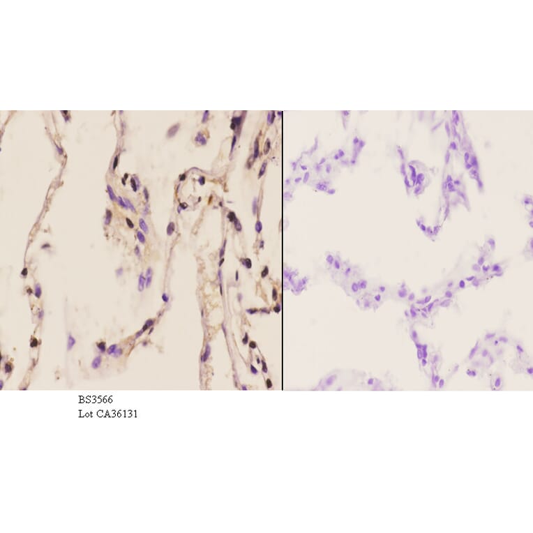 Anti-p38 (H174) Antibody from Bioworld Technology (BS3566) - Antibodies.com