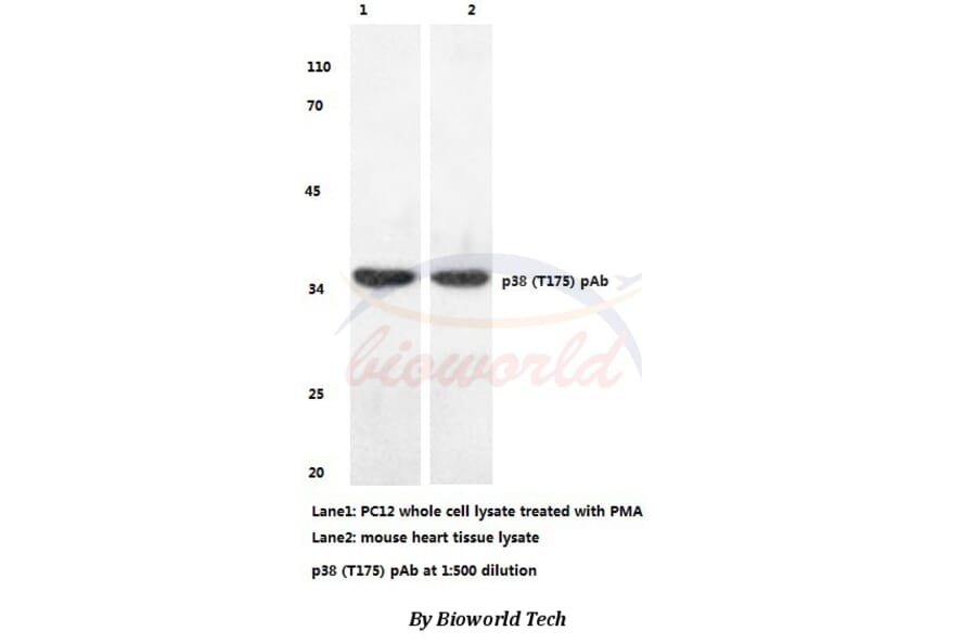 Anti-p38 (T175) Antibody from Bioworld Technology (BS3567) - Antibodies.com