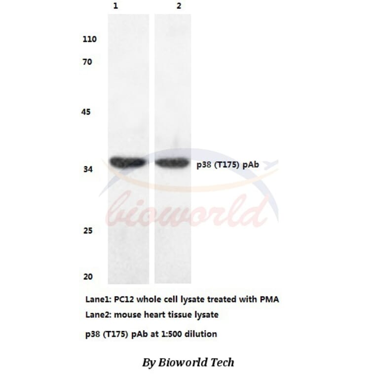 Anti-p38 (T175) Antibody from Bioworld Technology (BS3567) - Antibodies.com