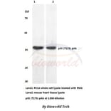 Anti-p38 (T175) Antibody from Bioworld Technology (BS3567) - Antibodies.com