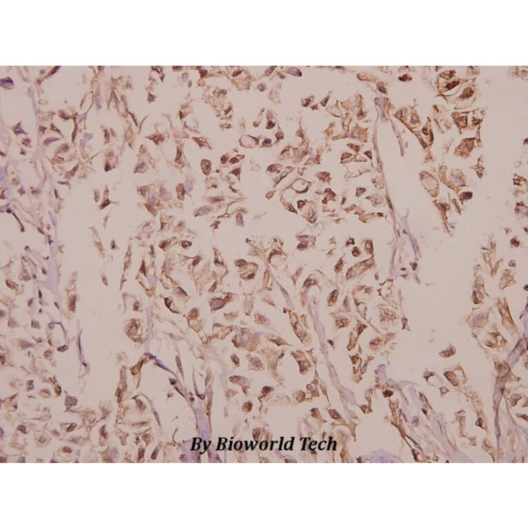 Anti-p38 (T175) Antibody from Bioworld Technology (BS3567) - Antibodies.com