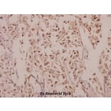 Anti-p38 (T175) Antibody from Bioworld Technology (BS3567) - Antibodies.com