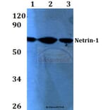 Anti-Netrin-1 (Q533) Antibody from Bioworld Technology (BS3569) - Antibodies.com