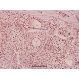 Anti-Netrin-1 (Q533) Antibody from Bioworld Technology (BS3569) - Antibodies.com