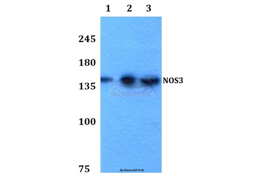 Anti-NOS3 (S1170) Antibody from Bioworld Technology (BS3571) - Antibodies.com