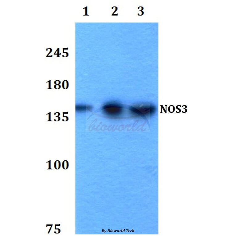 Anti-NOS3 (S1170) Antibody from Bioworld Technology (BS3571) - Antibodies.com