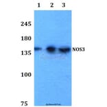 Anti-NOS3 (S1170) Antibody from Bioworld Technology (BS3571) - Antibodies.com