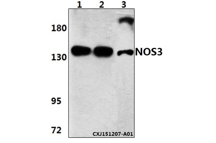 Anti-NOS3 (S1170) Antibody from Bioworld Technology (BS3571) - Antibodies.com