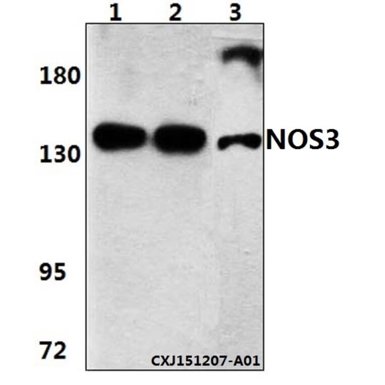 Anti-NOS3 (S1170) Antibody from Bioworld Technology (BS3571) - Antibodies.com
