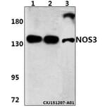 Anti-NOS3 (S1170) Antibody from Bioworld Technology (BS3571) - Antibodies.com
