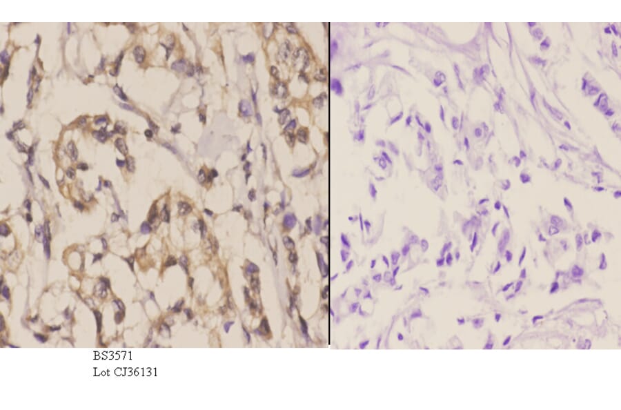 Anti-NOS3 (S1170) Antibody from Bioworld Technology (BS3571) - Antibodies.com
