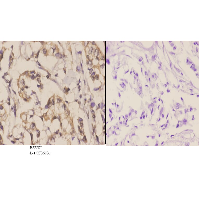 Anti-NOS3 (S1170) Antibody from Bioworld Technology (BS3571) - Antibodies.com