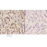 Anti-NOS3 (S1170) Antibody from Bioworld Technology (BS3571) - Antibodies.com