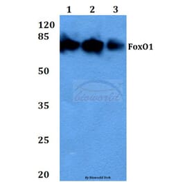 Anti-FKHR/FoxO1 (F313) Antibody from Bioworld Technology (BS3573) - Antibodies.com