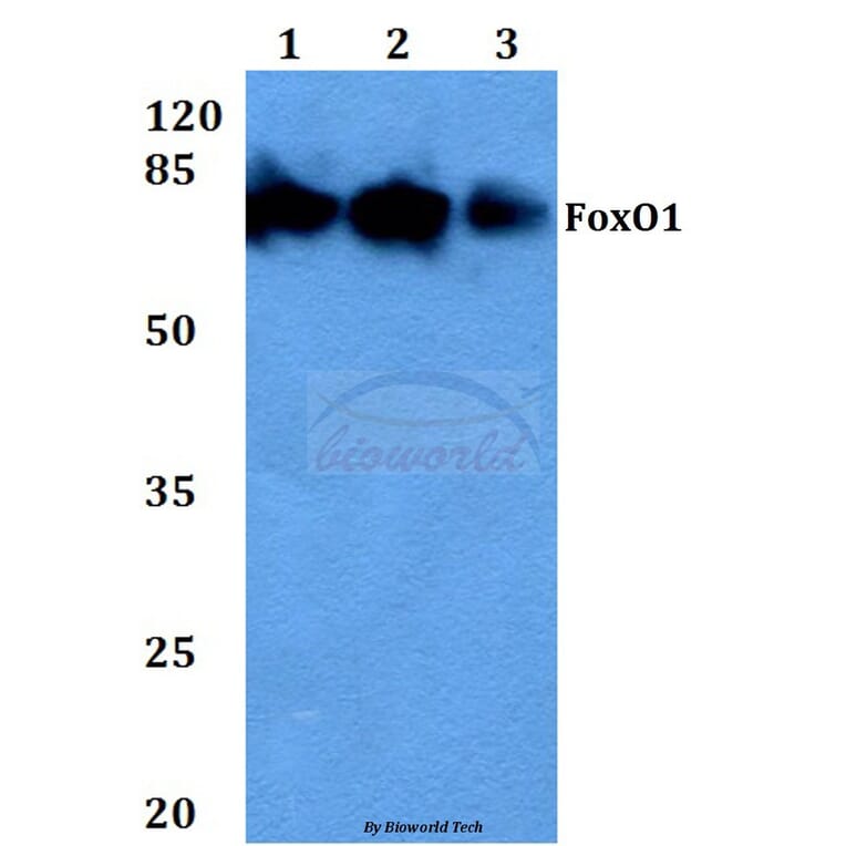 Anti-FKHR/FoxO1 (F313) Antibody from Bioworld Technology (BS3573) - Antibodies.com