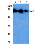 Anti-FKHR/FoxO1 (F313) Antibody from Bioworld Technology (BS3573) - Antibodies.com