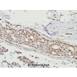 Anti-FKHR/FoxO1 (F313) Antibody from Bioworld Technology (BS3573) - Antibodies.com