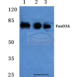 Anti-FoxO3A (P247) Antibody from Bioworld Technology (BS3574) - Antibodies.com