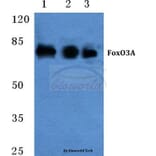 Anti-FoxO3A (P247) Antibody from Bioworld Technology (BS3574) - Antibodies.com