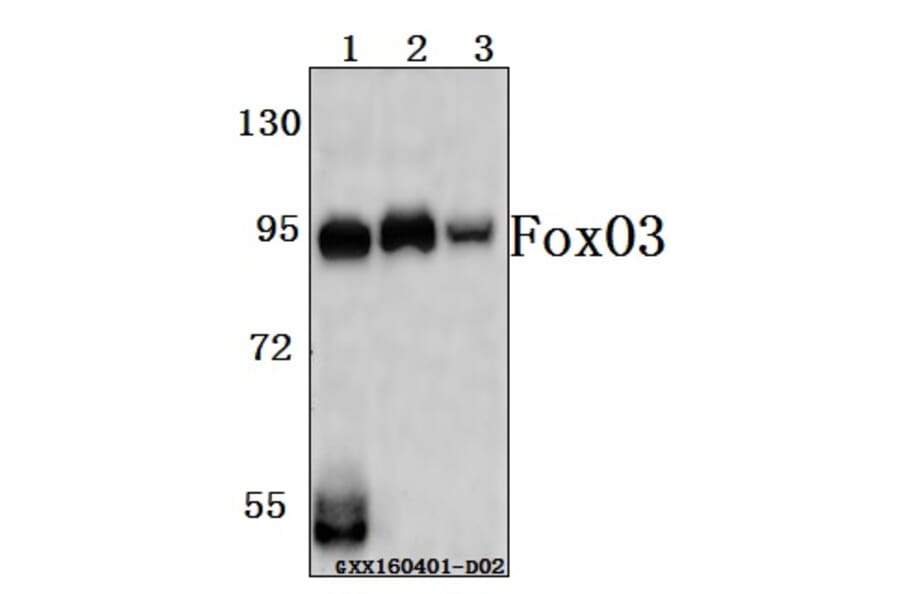 Anti-FoxO3A (P247) Antibody from Bioworld Technology (BS3574) - Antibodies.com