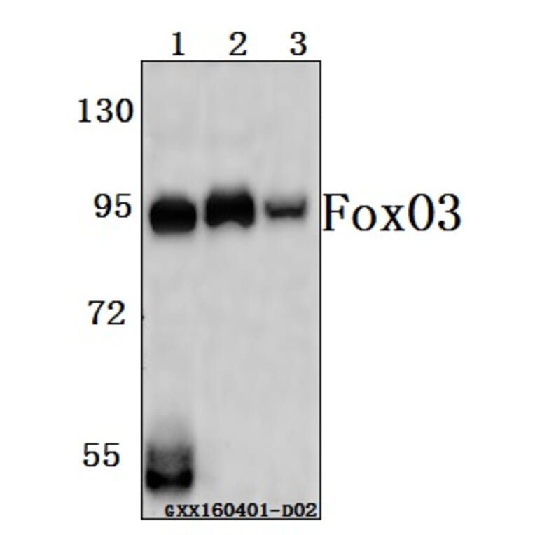 Anti-FoxO3A (P247) Antibody from Bioworld Technology (BS3574) - Antibodies.com