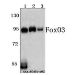 Anti-FoxO3A (P247) Antibody from Bioworld Technology (BS3574) - Antibodies.com