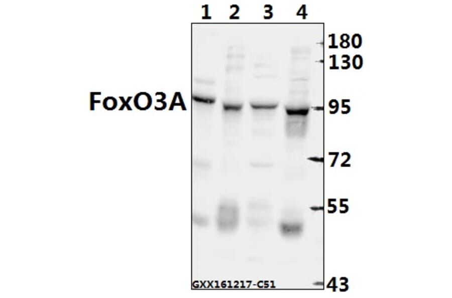 Anti-FoxO3A (P247) Antibody from Bioworld Technology (BS3574) - Antibodies.com