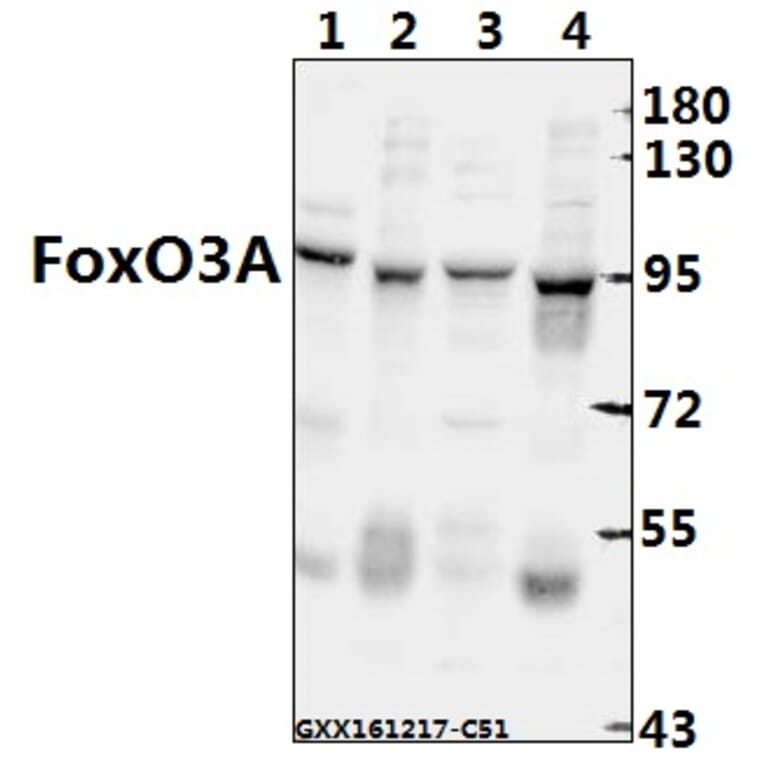 Anti-FoxO3A (P247) Antibody from Bioworld Technology (BS3574) - Antibodies.com