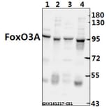 Anti-FoxO3A (P247) Antibody from Bioworld Technology (BS3574) - Antibodies.com