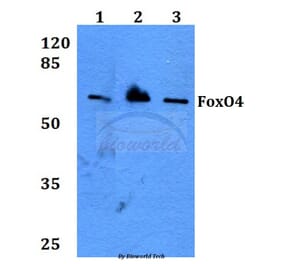 Anti-FoxO4 (P191) Antibody from Bioworld Technology (BS3575) - Antibodies.com