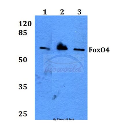 Anti-FoxO4 (P191) Antibody from Bioworld Technology (BS3575) - Antibodies.com