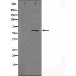 Validation Data - Anti-A26B1 Antibody (A265113)