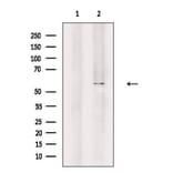 Validation Data - Anti-A26B1 Antibody (A265113)