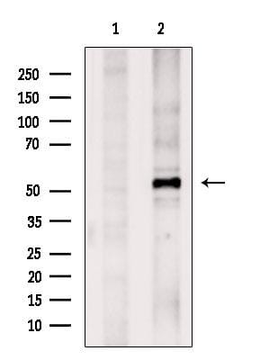 Rabbit polyclonal antibody to TAZ. (A265429) | Antibodies.com