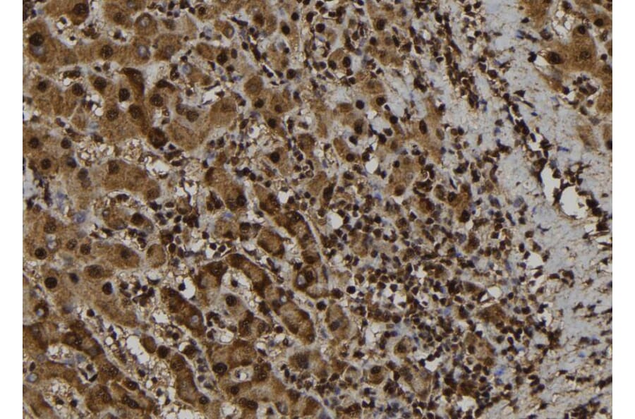 Validation Data - Anti-ASC2 Antibody (A267464)