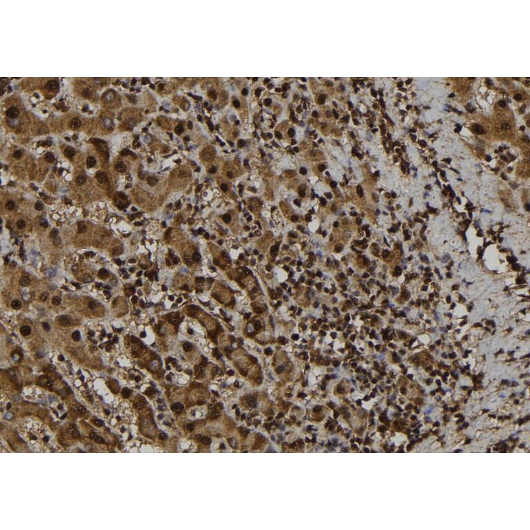Validation Data - Anti-ASC2 Antibody (A267464)