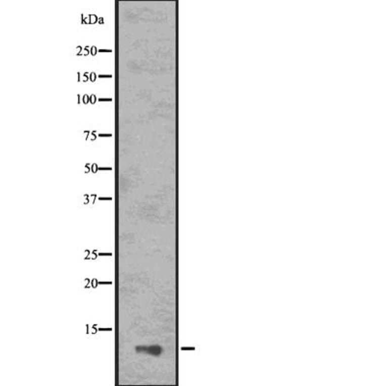 Validation Data - Anti-ASC2 Antibody (A267464)