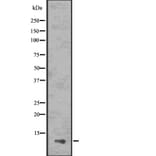Validation Data - Anti-ASC2 Antibody (A267464)