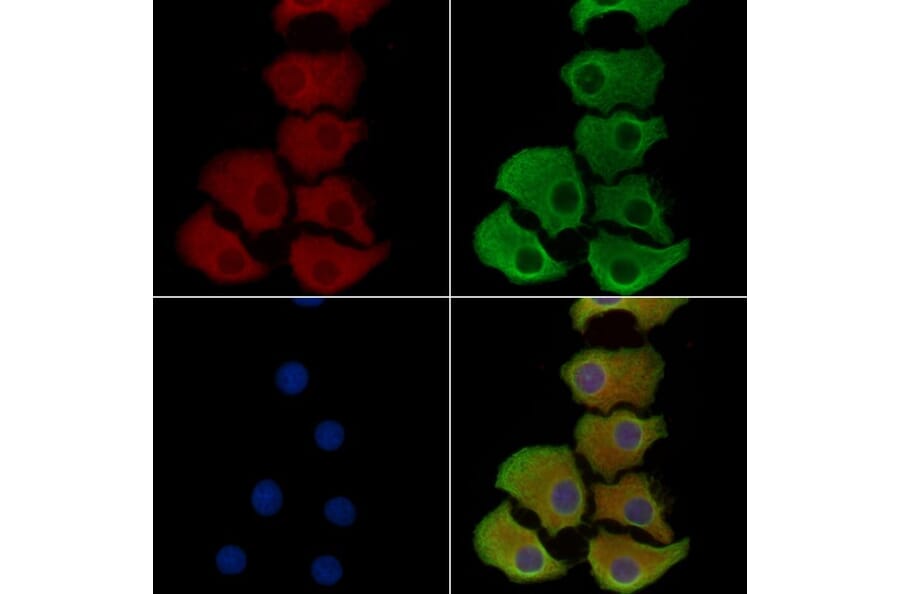 Validation Data - Anti-ABCG5 Antibody (A268081)