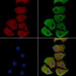Validation Data - Anti-ABCG5 Antibody (A268081)
