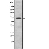 Validation Data - Anti-HIF-3 alpha Antibody (A268189)