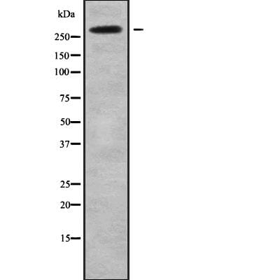 Rabbit polyclonal antibody to NAV2. (A269319) | Antibodies.com