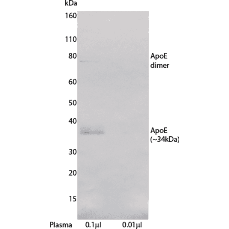 WB - Anti-Apolipoprotein E Antibody [E887] (Biotin) (A269679) - Antibodies.com