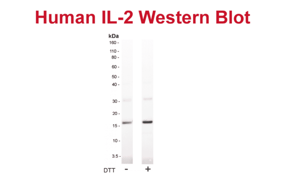 WB - Anti-IL-2 Antibody [MT2A91] (Biotin) (A269704) - Antibodies.com