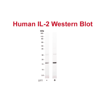 WB - Anti-IL-2 Antibody [MT2A91] (Biotin) (A269704) - Antibodies.com