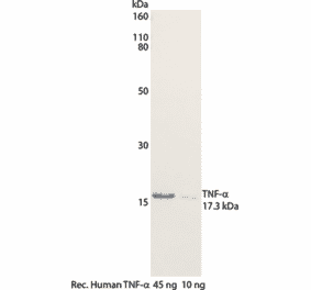 WB - Anti-TNF alpha Antibody [MT15B15] (Biotin) (A269725) - Antibodies.com